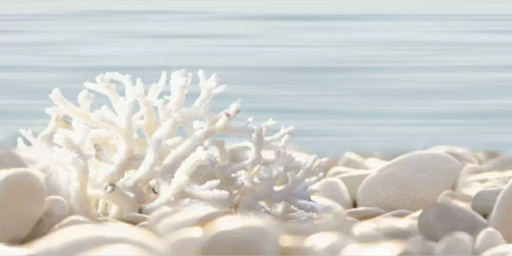 Декор Alma Ceramica Дель Маре DWU09DLM624 разноцветный 24.9x50