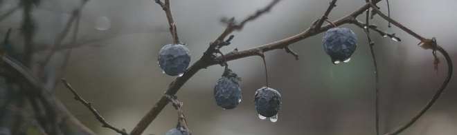 Декор Kerama Marazzi OS\A120\9016 Тракай 8 глянцевый 8,5x28,5