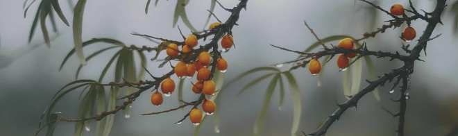 Декор Kerama Marazzi OS\A119\9016 Тракай 7 глянцевый 8,5x28,5